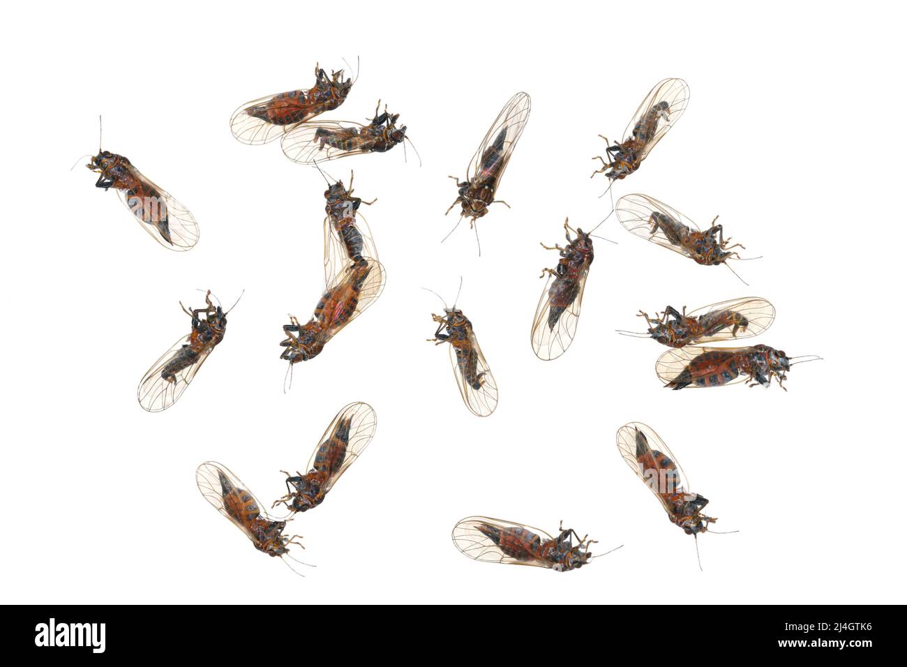 Cacopsylla melanoneura ist ein Insekt der Familie der Psyllidae. Der