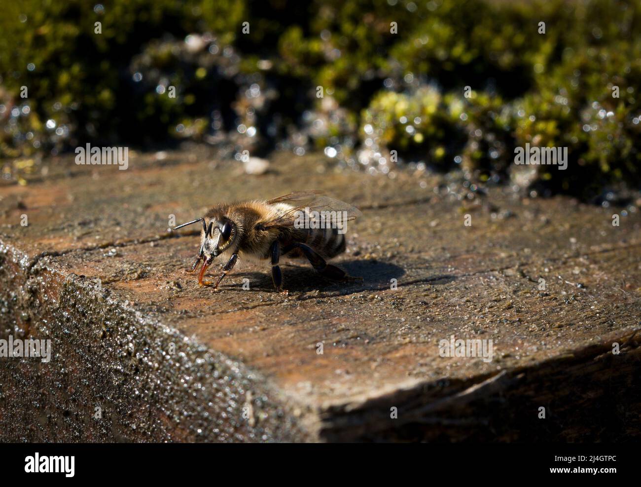 Natur saisonaler Hintergrund Biene trinkt Wasser auf einem nassen Teller Stockfoto