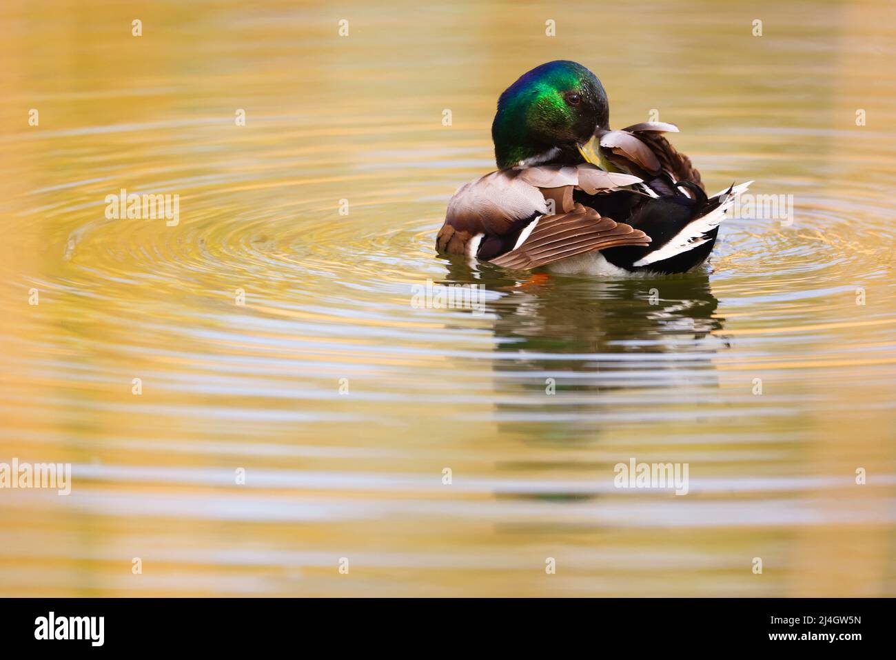 Mallard Duck reinigt sein Gefieder in einem Park, Deutschland, Europa Stockfoto