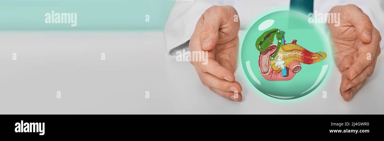 Virtuelle menschliche Bauchspeicheldrüse mit Gallenblase zwischen den Händen des Arztes zeigt die Gesundheit der Bauchspeicheldrüse und der Gallenblase und die medizinische Versorgung im Gesundheitswesen Stockfoto