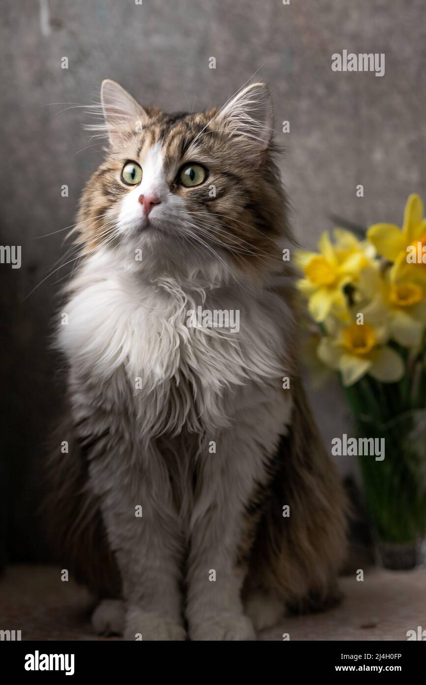 Schöne langhaarige Katze mit einer weißen Brust, großen grünen Augen und einer rosa Nase. Schaut auf die Kamera. Posiert. Platz für Text Stockfoto