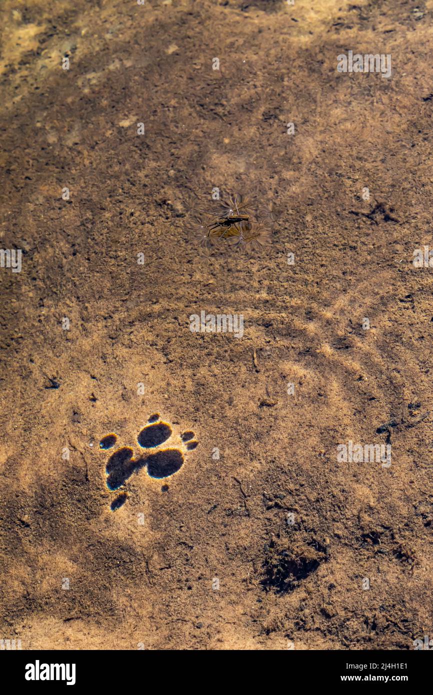 Water Striders, Insektenfamilie Gerridae, spazierenging auf dem Wasser von Mitchell Creek im Clay Cliffs Nature Area in Big Rapids, Michigan, USA Stockfoto