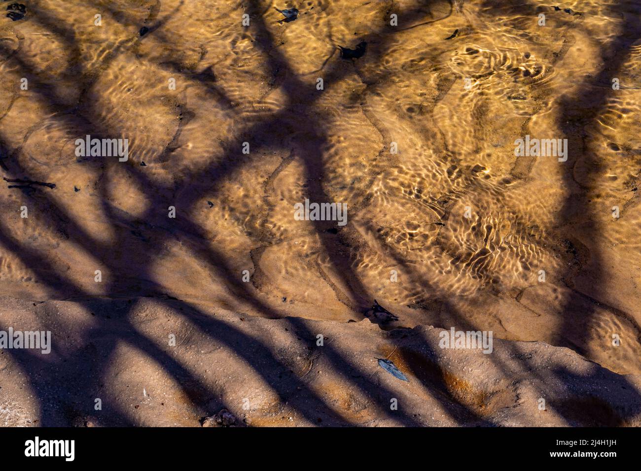 Baumschatten, die den sandigen Boden des Mitchell Creek im Clay Cliffs Nature Area in Big Rapids, Michigan, USA, durchqueren Stockfoto
