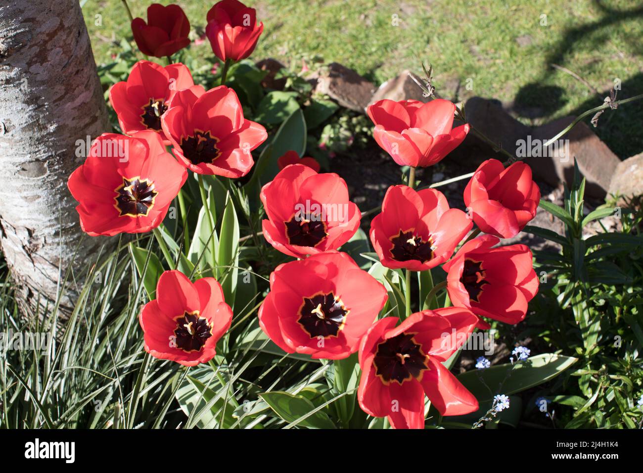 Ein Haufen roter Tulpen mit schwarzen Zentren am Fuße eines Apfelbaums Stockfoto