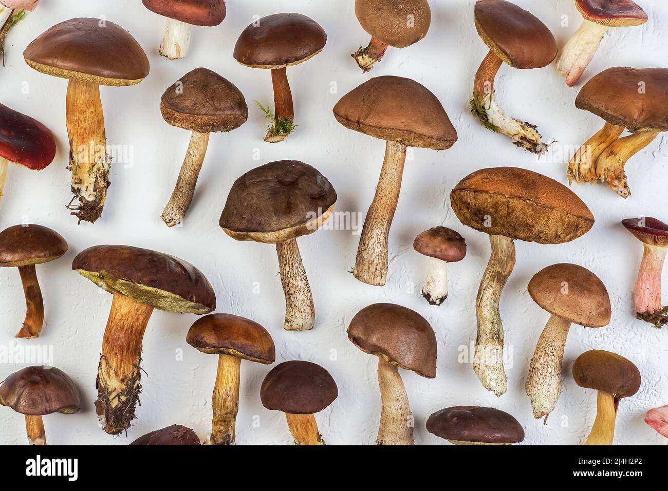 Eine Reihe von verschiedenen essbaren Pilzen. Pilzhintergrund. Essen. Weißer Pilz, Schwungrad, Boletus, Täubling. Draufsicht. Stockfoto
