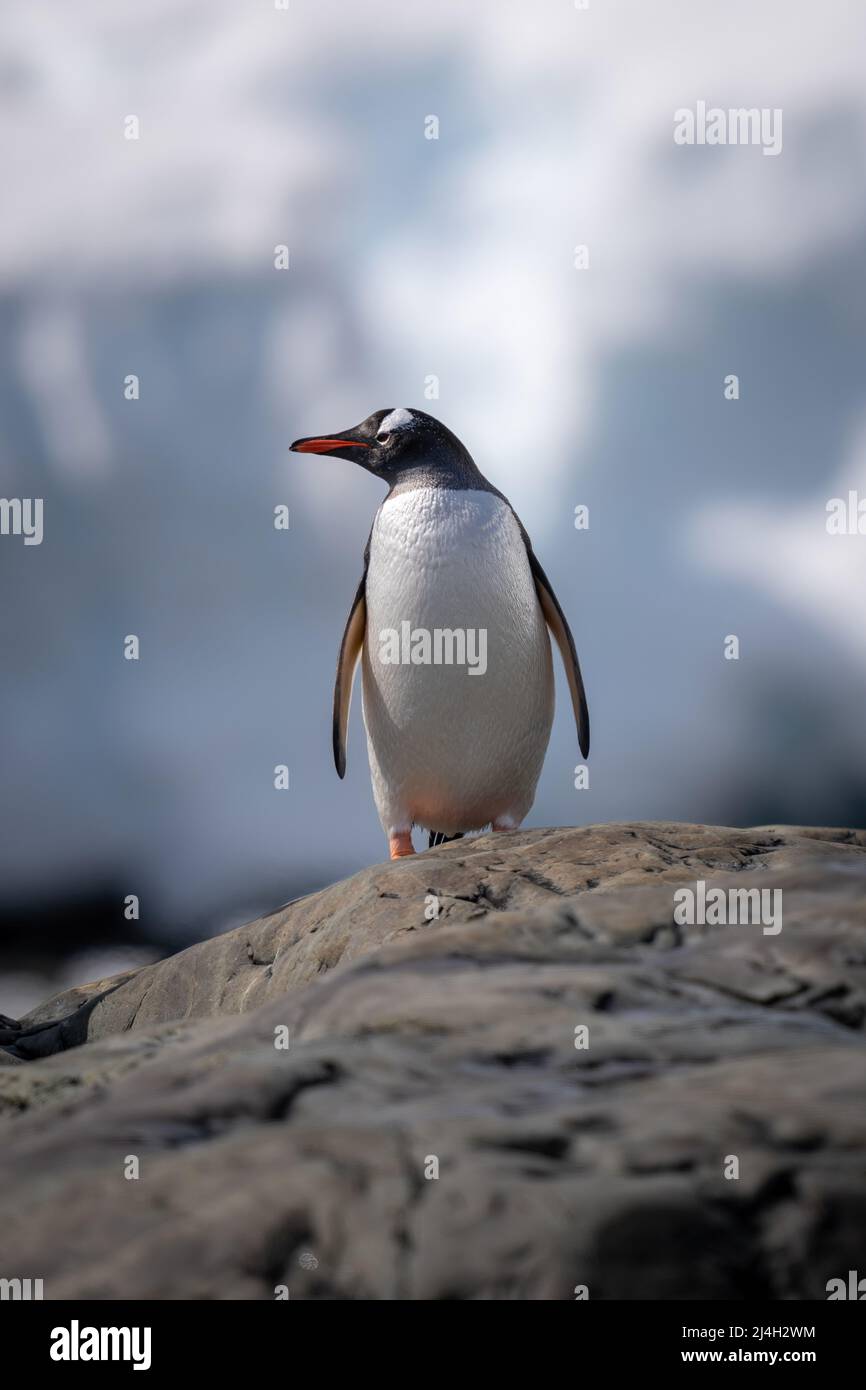 Gentoo Pinguin verbarscht sich auf dem Felsen und dreht sich um den Kopf Stockfoto