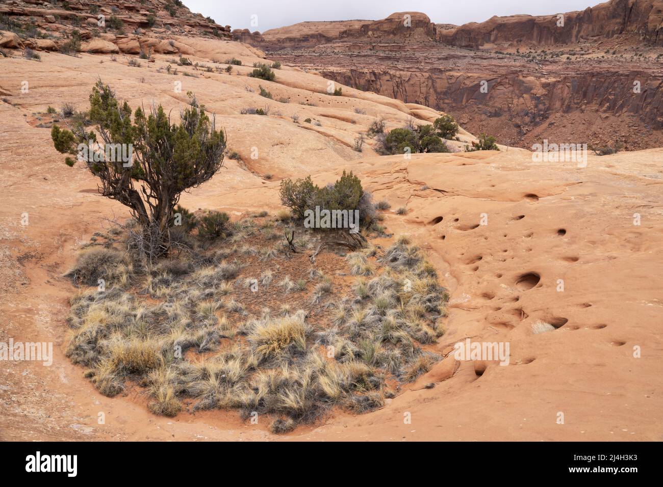 Vegetationsgarten wächst in Sandstein glatten Felsen Tasche, Glen Canyon National Recreation Area, Kane County, Utah, USA Stockfoto