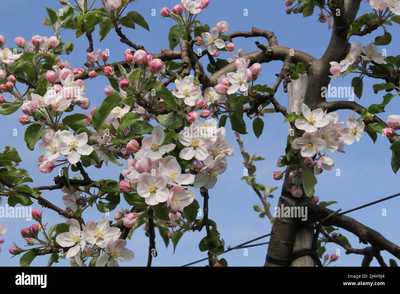 Schöne Blumen und rosa Blütenknospen und grüne Blätter an Ästen eines Apfelbaums in holland im Frühling Stockfoto