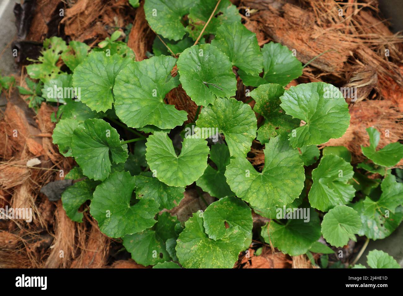 Ansicht der Centella asiatica-Pflanze in einem Topf mit Kokosnussschalen zum Schutz vor Feuchtigkeit Stockfoto