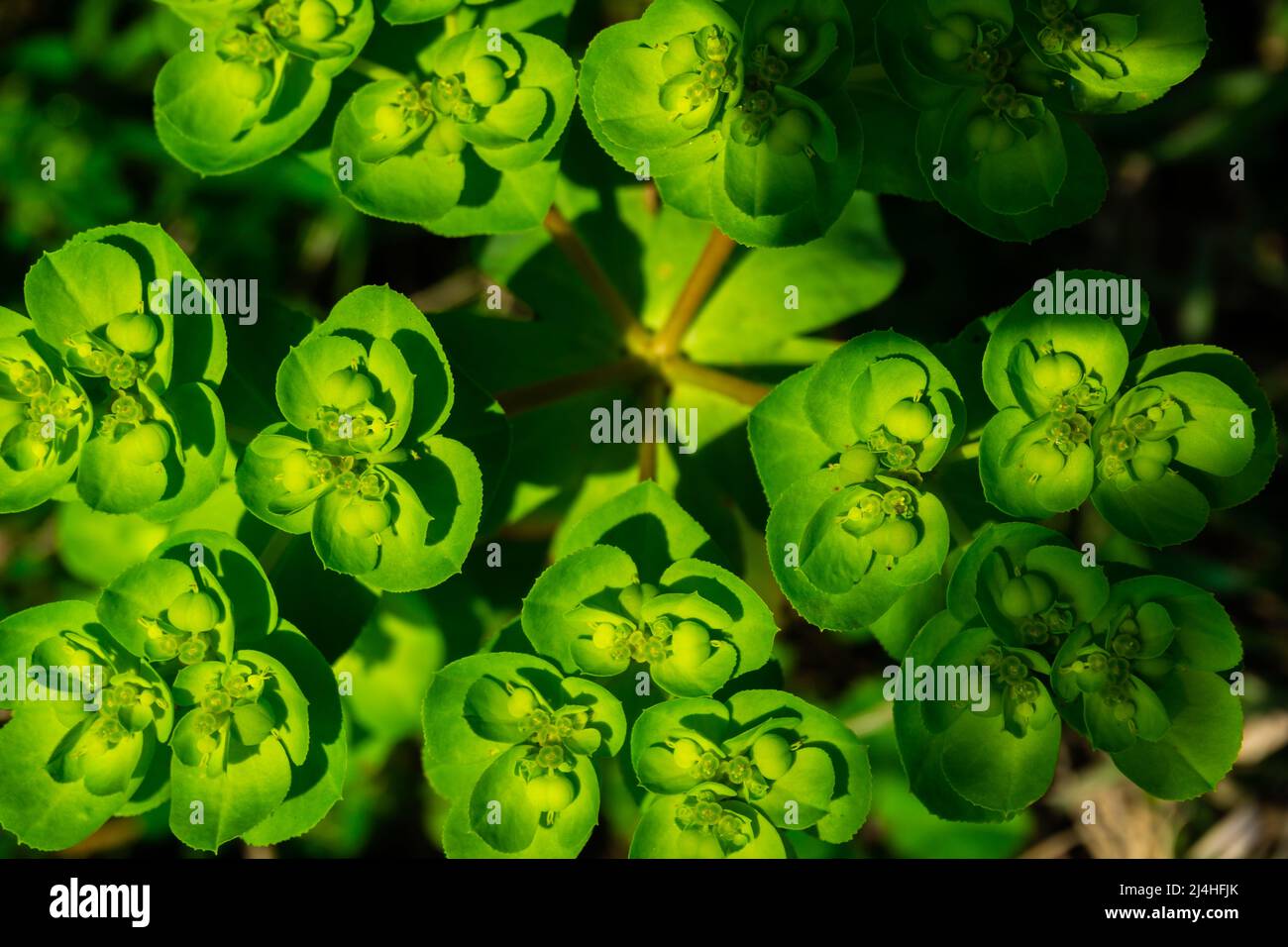Die Pflanze von Spurge (Ephorbia Helioscopia) im Wald. Antalya, Türkei. Die Mittelmeerregion Stockfoto