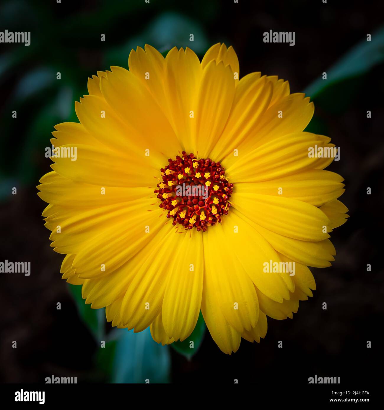 Gelbe Ringelblume oder englische Ringelblume (Calendula officinalis) Blume auf Blattgrund. Schönheit in der Natur. Stockfoto