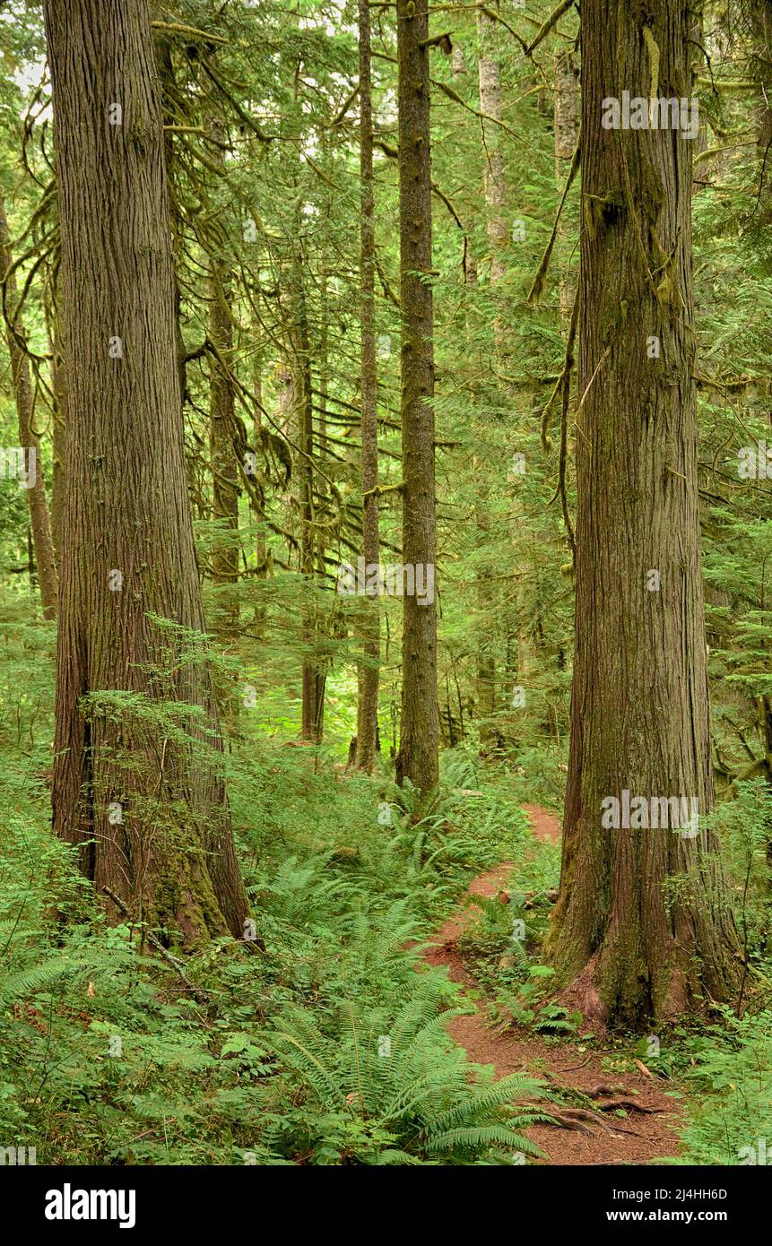 Ein Wanderweg schlängelt sich durch riesige Fichten im üppigen, alten Regenwald Stockfoto