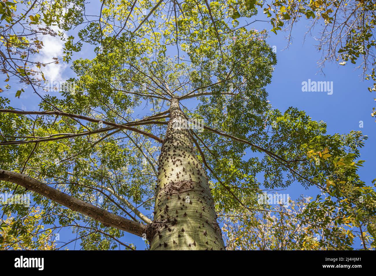 Blick aus der unteren Perspektive auf einen Seidenbaum mit dem blauen Himmel im Hintergrund. Stockfoto