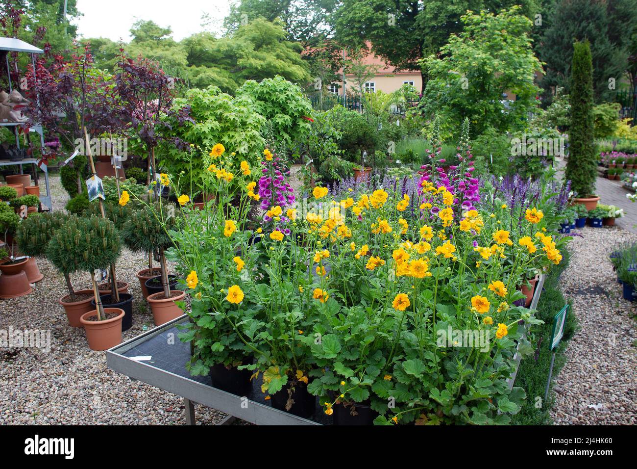 Kieselrot geblüht (in diesem Fall orange) und digitalis im deutschen Gärtnerei Outdoor-Shop in Berlin und Ahornbäume gegossen und einige Bäume w Stockfoto