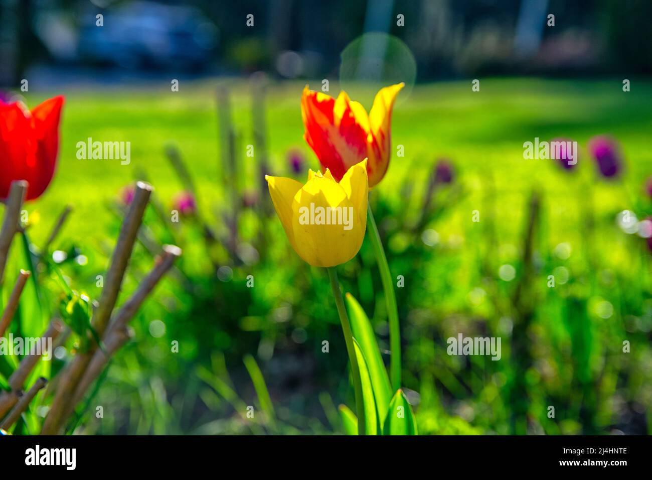 Felder, auf denen gelb-rote Tulpen blühen. Tulpenfeld. Feld mit gelb roten Tulpen. Stockfoto