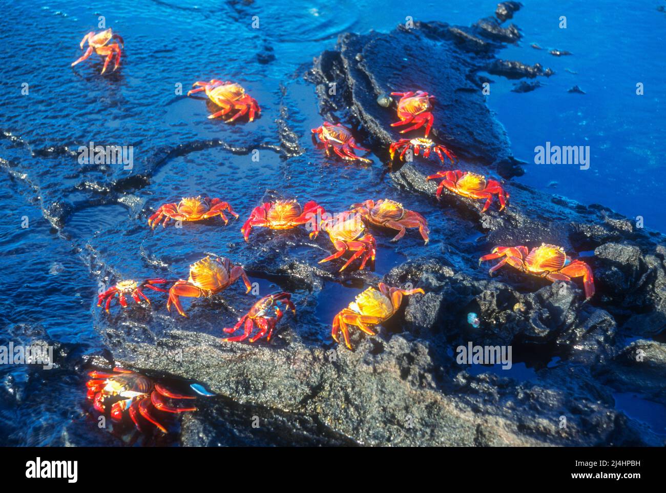 Südamerika; Ecuador; Galapagos-Inseln; Meeresleben; Krustentiere; Krabbe; Sally Lightfoot Crab; Grapsus grapsus Stockfoto