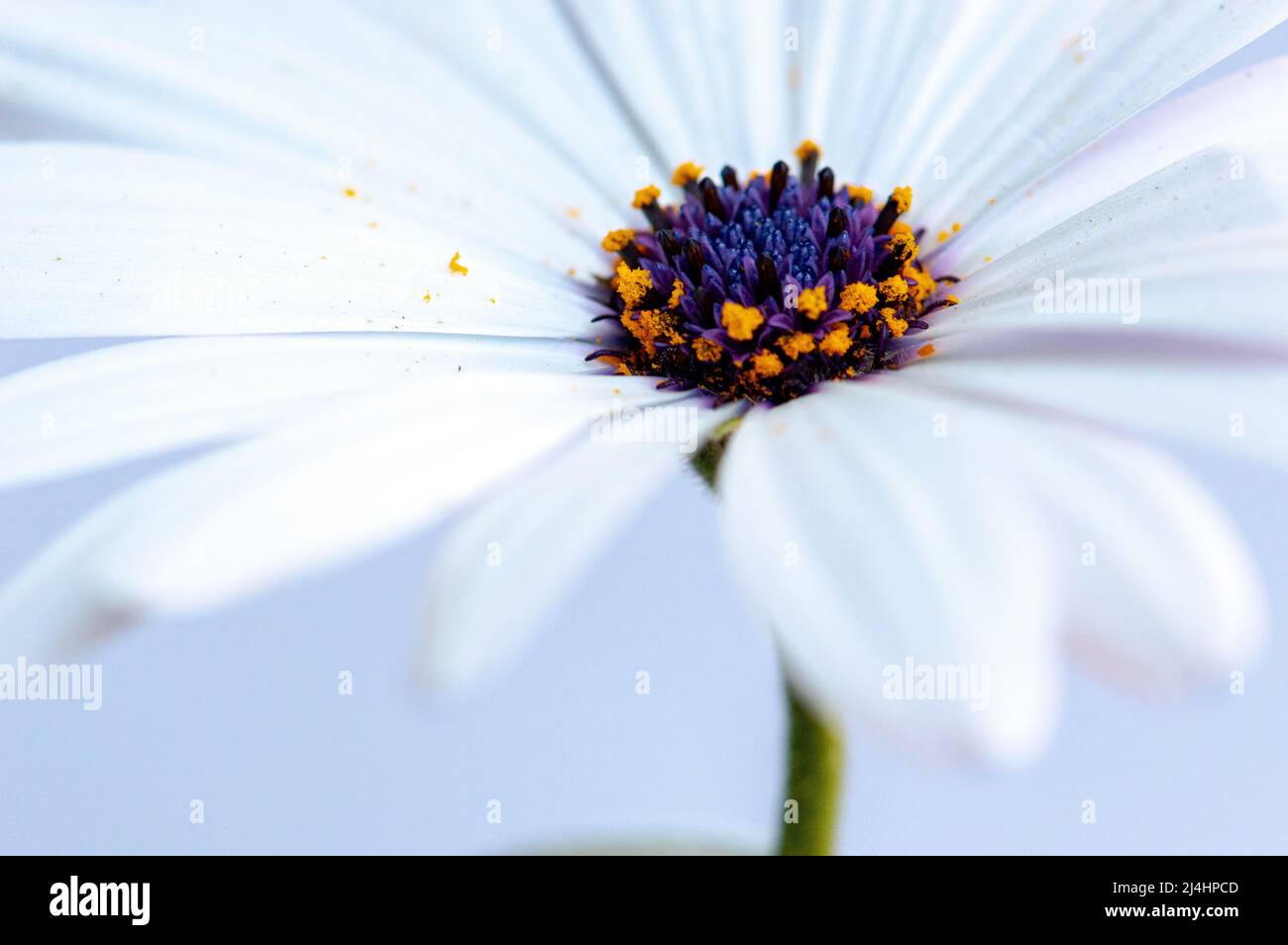 Leuchtend weiße afrikanische Gänseblümchen-Blume auf weißem Makro Stockfoto