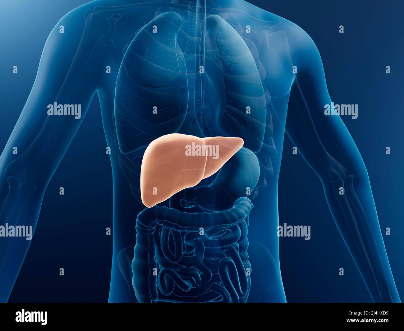 Menschlichen Leber, Abbildung Stockfoto