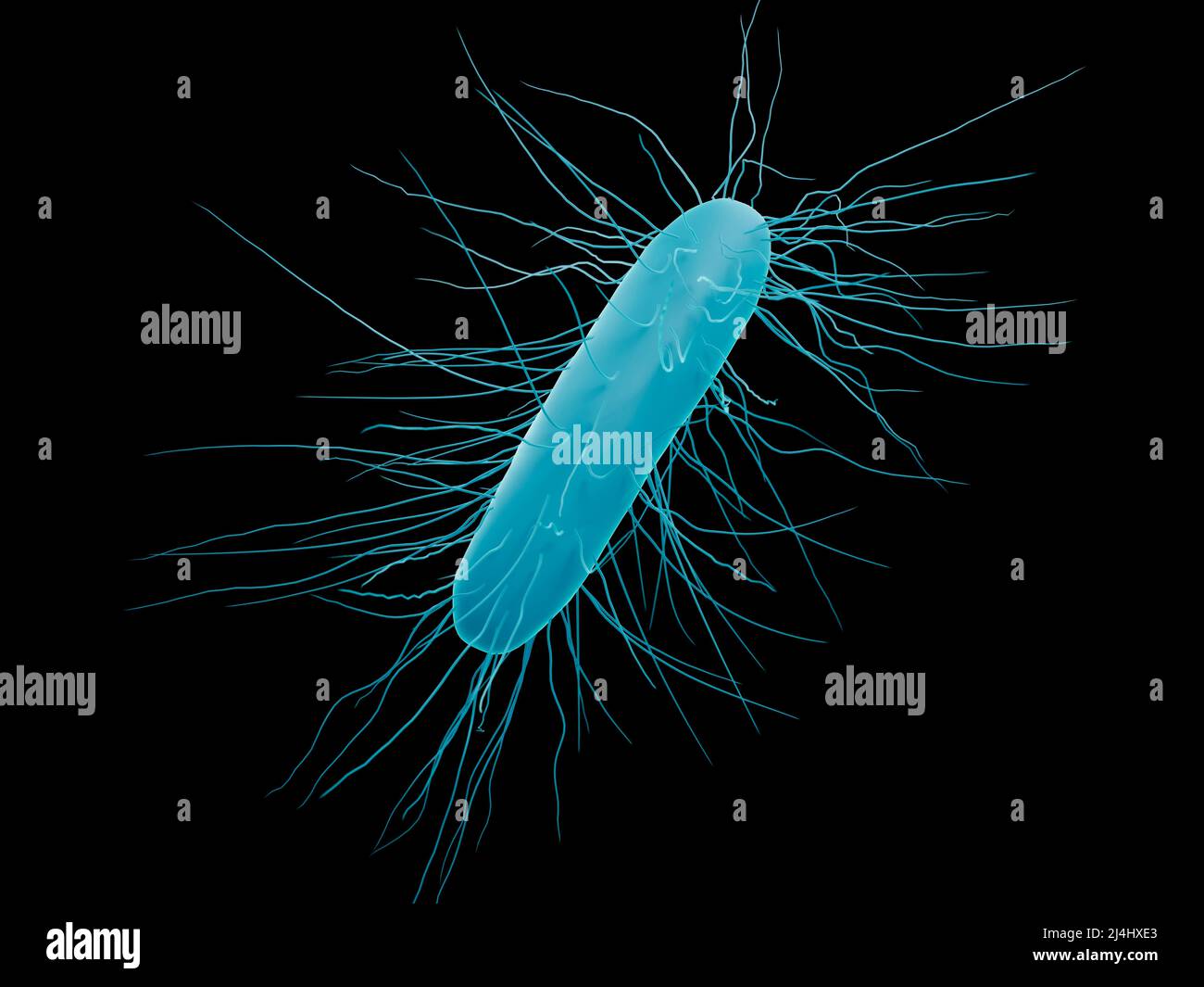 Clostridium difficile Bakterium, Illustration Stockfoto