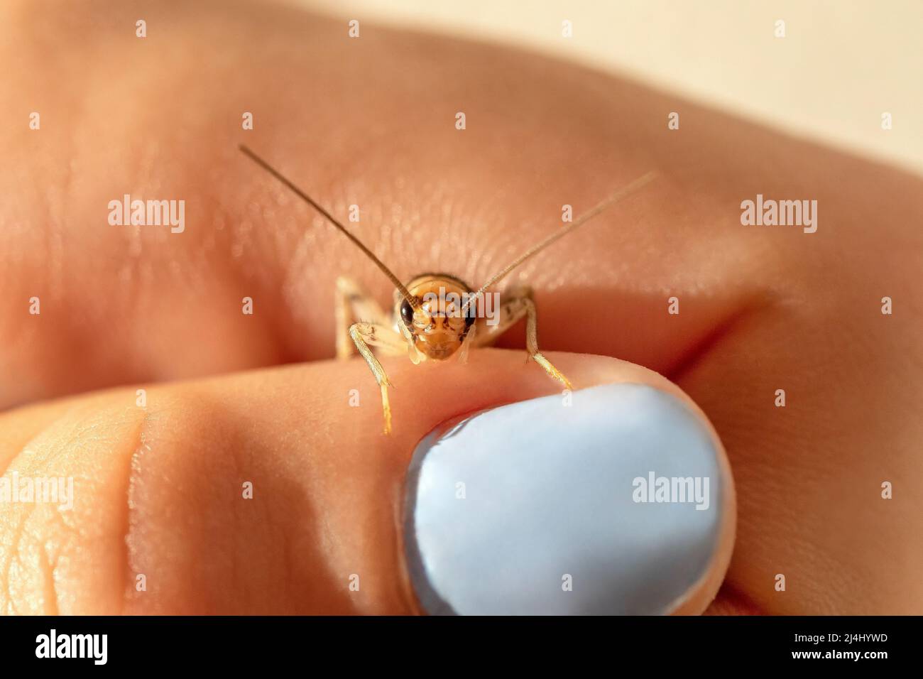 Niedliche Cricket in der Hand eines Mädchens Stockfoto