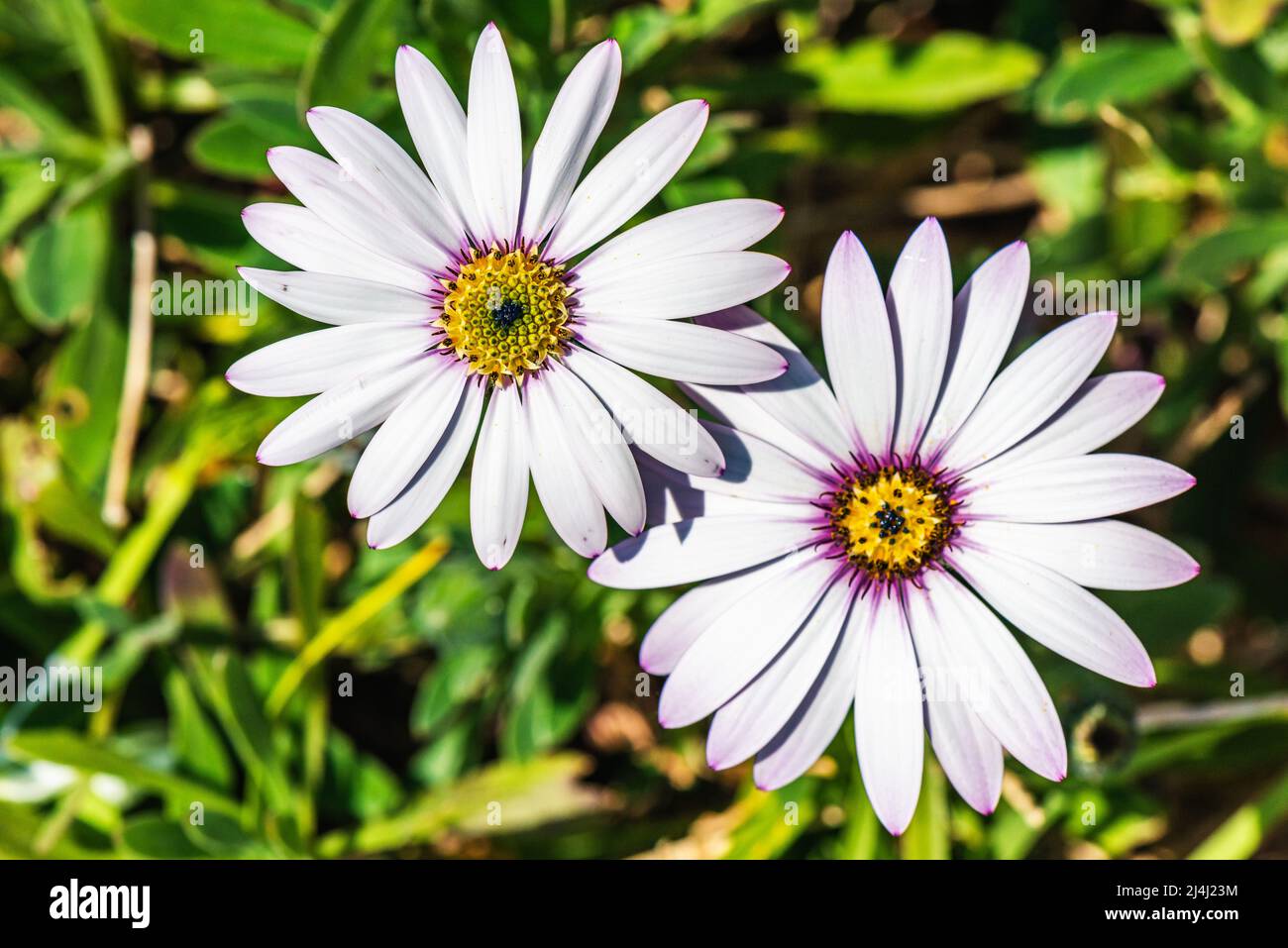 Garden Folwers - Afrikanische Gänseblümchen, Lady Leitrim, Asteraceae Stockfoto