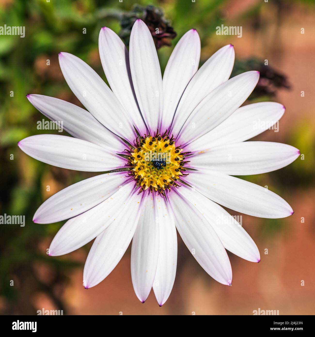 Garden Folwers - Afrikanische Gänseblümchen, Lady Leitrim, Asteraceae Stockfoto