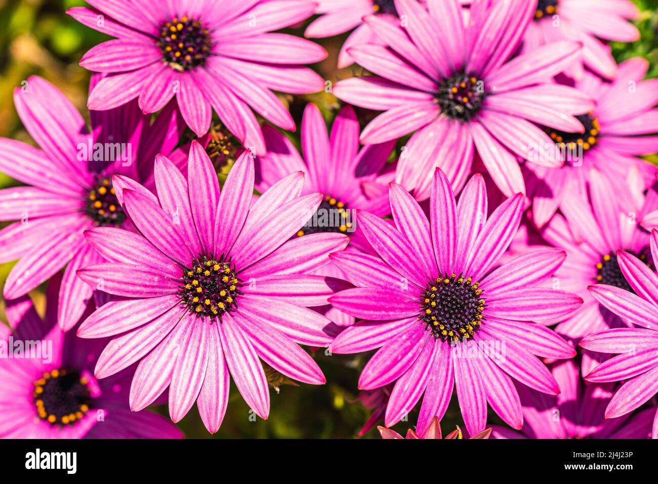 Afrikanische Gänseblümchen-Farbmischung, Osteospermum ecklonis, Asteraceae Stockfoto