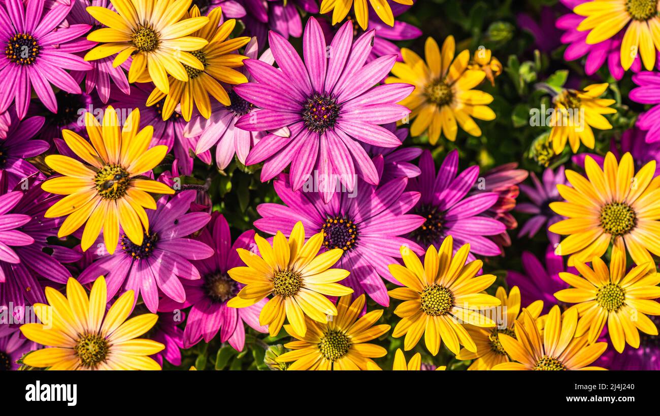 Afrikanische Gänseblümchen-Farbmischung, Osteospermum ecklonis, Asteraceae Stockfoto