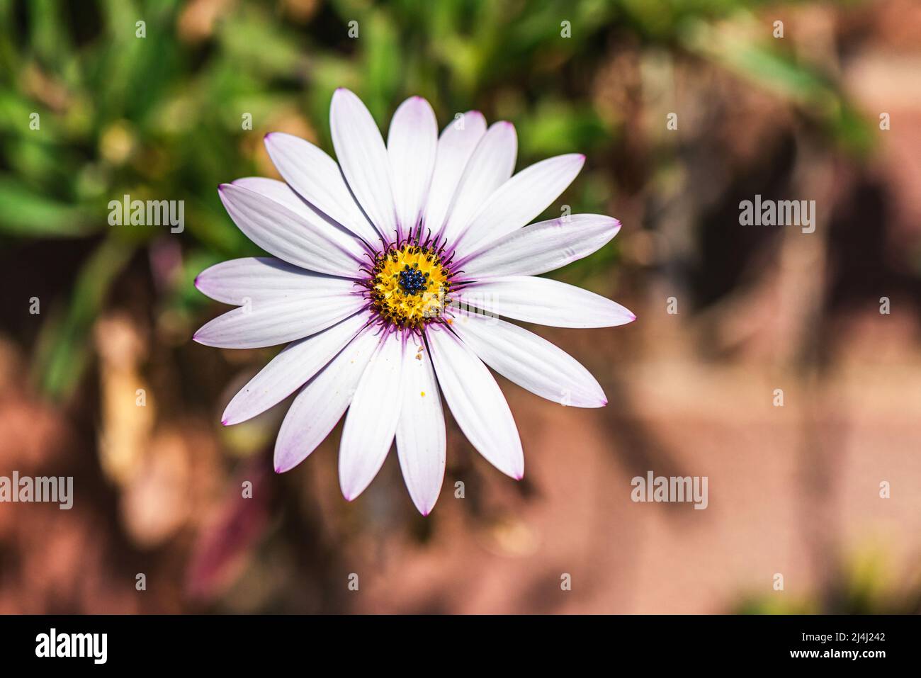 Garden Folwers - Afrikanische Gänseblümchen, Lady Leitrim, Asteraceae Stockfoto