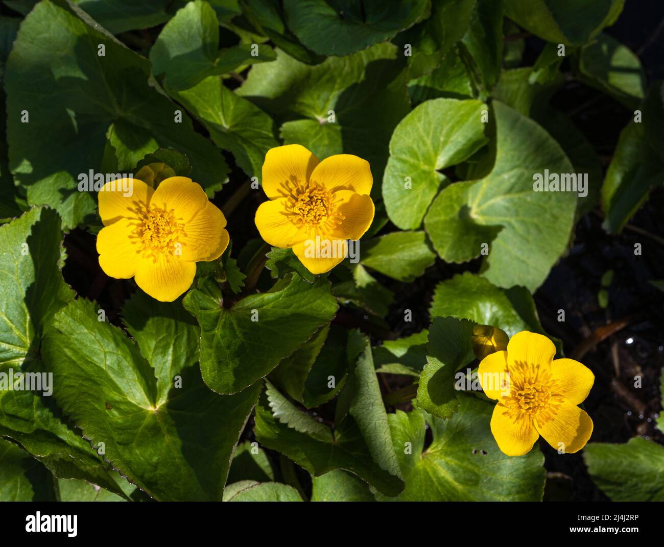 Marsh Ringelblume oder Königspokal (Caltha palustris) in Blüte. Botanischer Garten, KIT Karlsruhe, Deutschland, Europa Stockfoto