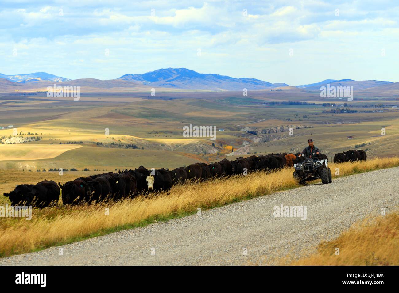 Ein Cowboy, der Rinder hütet, während er auf einem Geländewagen in den Ausläufern der kanadischen Rockies in der Nähe von Lundbreck, Alberta, Kanada, fährt. Stockfoto