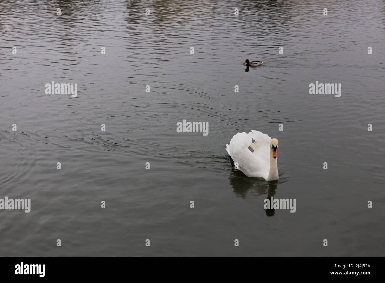 Weißer großer männlicher Schwan, der auf ruhigen Gewässern schwimmt Stockfoto