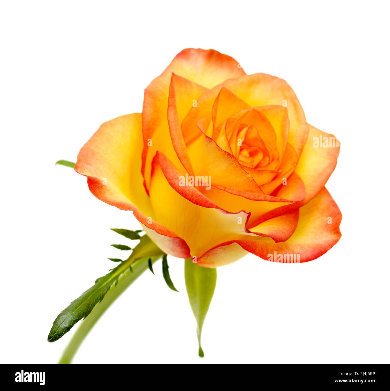 Rose mit einem gelben bis orangefarbenen Farbverlauf in den Blütenblättern Stockfoto