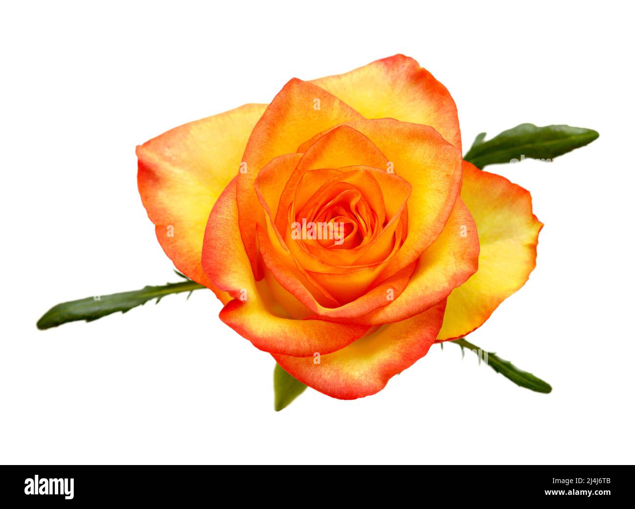 Rose mit einem gelben bis orangefarbenen Farbverlauf in den Blütenblättern Stockfoto