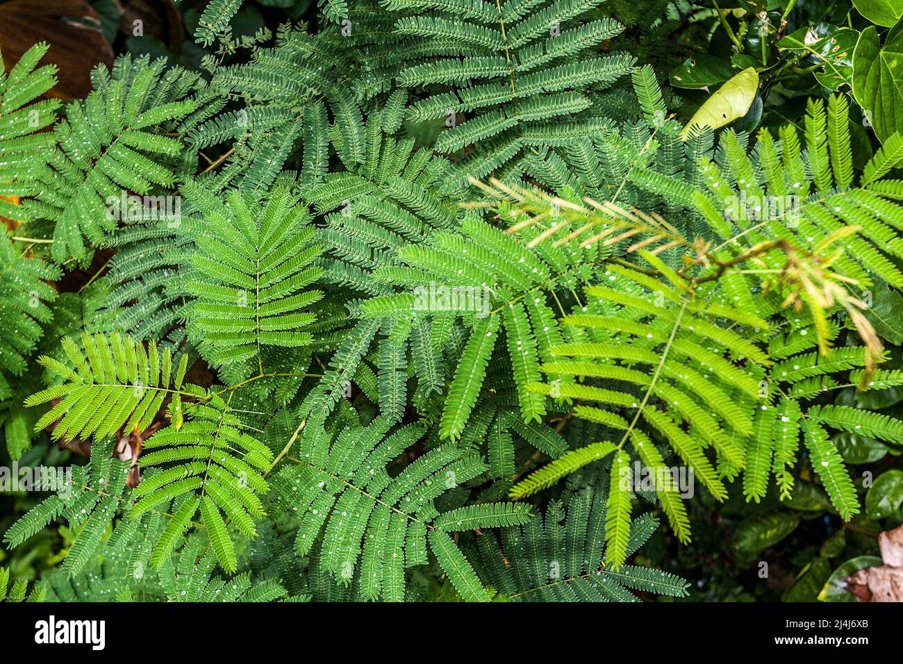 Grüne Farne füllen den Rahmen mit Tropfen Wasser aus dem Tau in den Nebelwäldern Costa Ricas. Stockfoto
