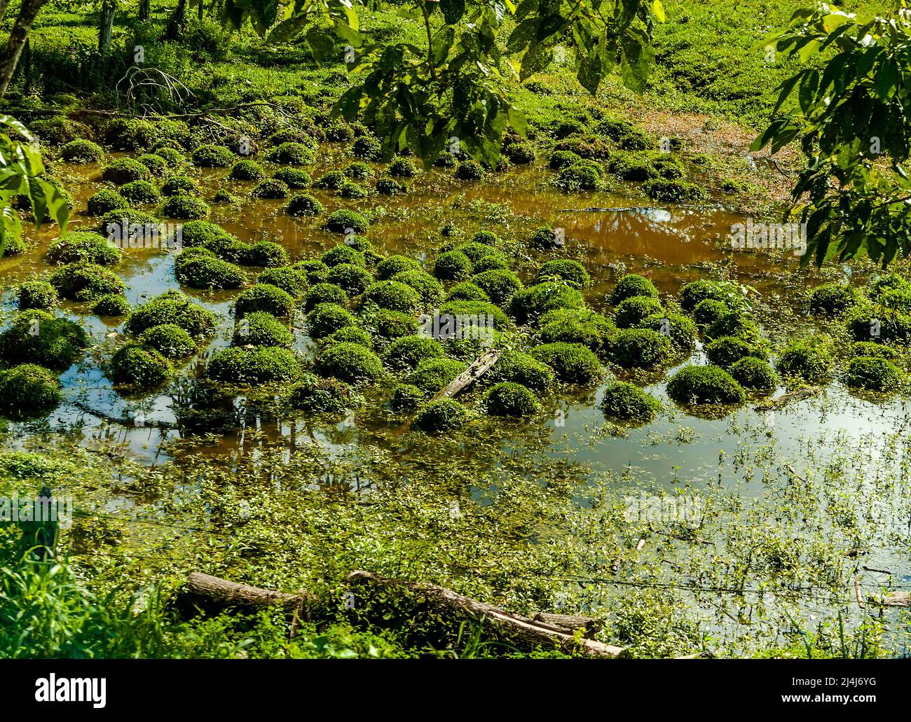 Tief liegende Gebiete in Costa Rica schaffen Sümpfe und Sümpfe in den wilden Gebieten. Stockfoto