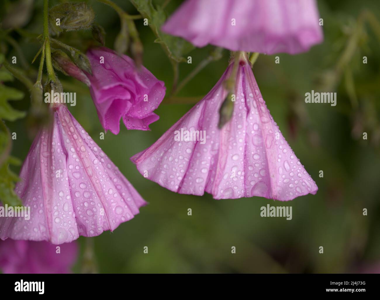 Flora von Gran Canaria - Convolvulus althaeoides, Malvebindweed, natürlicher Makro-floraler Hintergrund Stockfoto