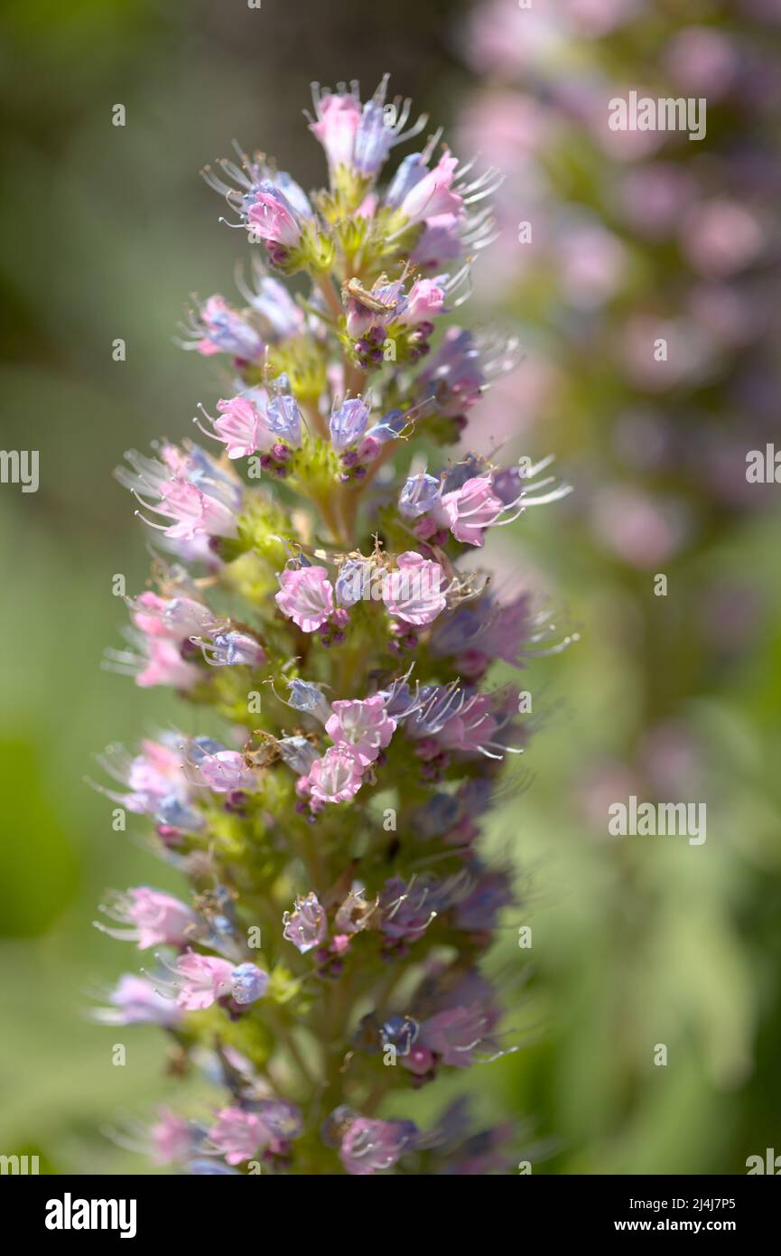 Flora von Gran Canaria Echium callithyrsum, blauer Glanz von