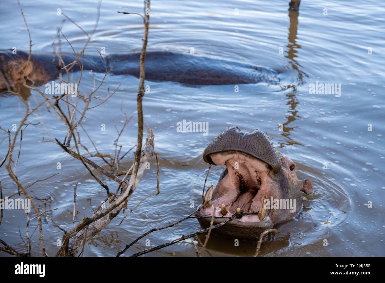 Ein Nilpferd ist ein semi-aquatisches Tier, ziemlich häufig in Flüssen und Seen. Tagsüber bleiben sie kühl, indem sie im Wasser oder Schlamm bleiben. Flusspferde nahmen am Lake St. Lucia Südafrika Hippo Stockfoto