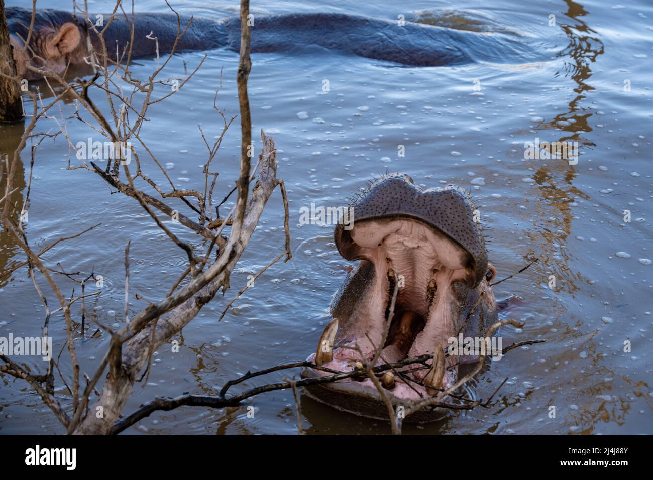 Ein Nilpferd ist ein semi-aquatisches Tier, ziemlich häufig in Flüssen und Seen. Tagsüber bleiben sie kühl, indem sie im Wasser oder Schlamm bleiben. Flusspferde nahmen am Lake St. Lucia Südafrika Hippo Stockfoto