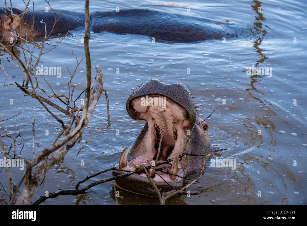 Ein Nilpferd ist ein semi-aquatisches Tier, ziemlich häufig in Flüssen und Seen. Tagsüber bleiben sie kühl, indem sie im Wasser oder Schlamm bleiben. Flusspferde nahmen am Lake St. Lucia Südafrika Hippo Stockfoto