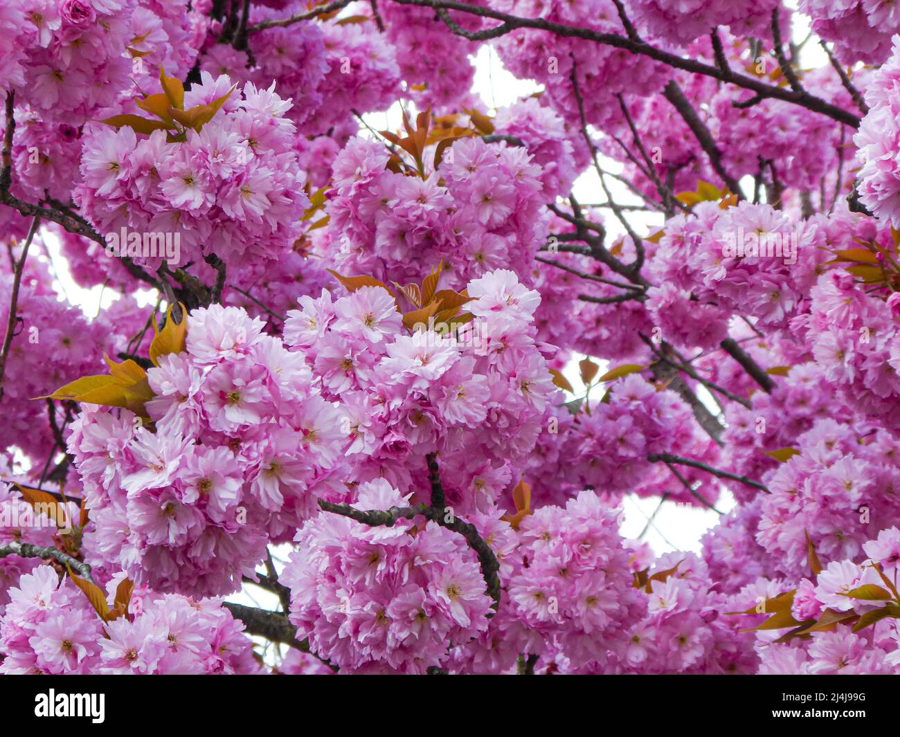 Blühender japanischer Kirschbaum (Prunus serrulata), der im Frühjahr keine Früchte in voller Blütenpracht bildet Stockfoto