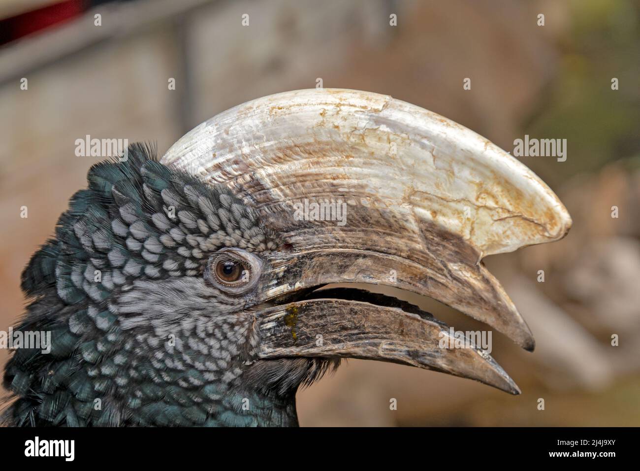 Porträt eines Hornbills in einem Tierpark Stockfoto