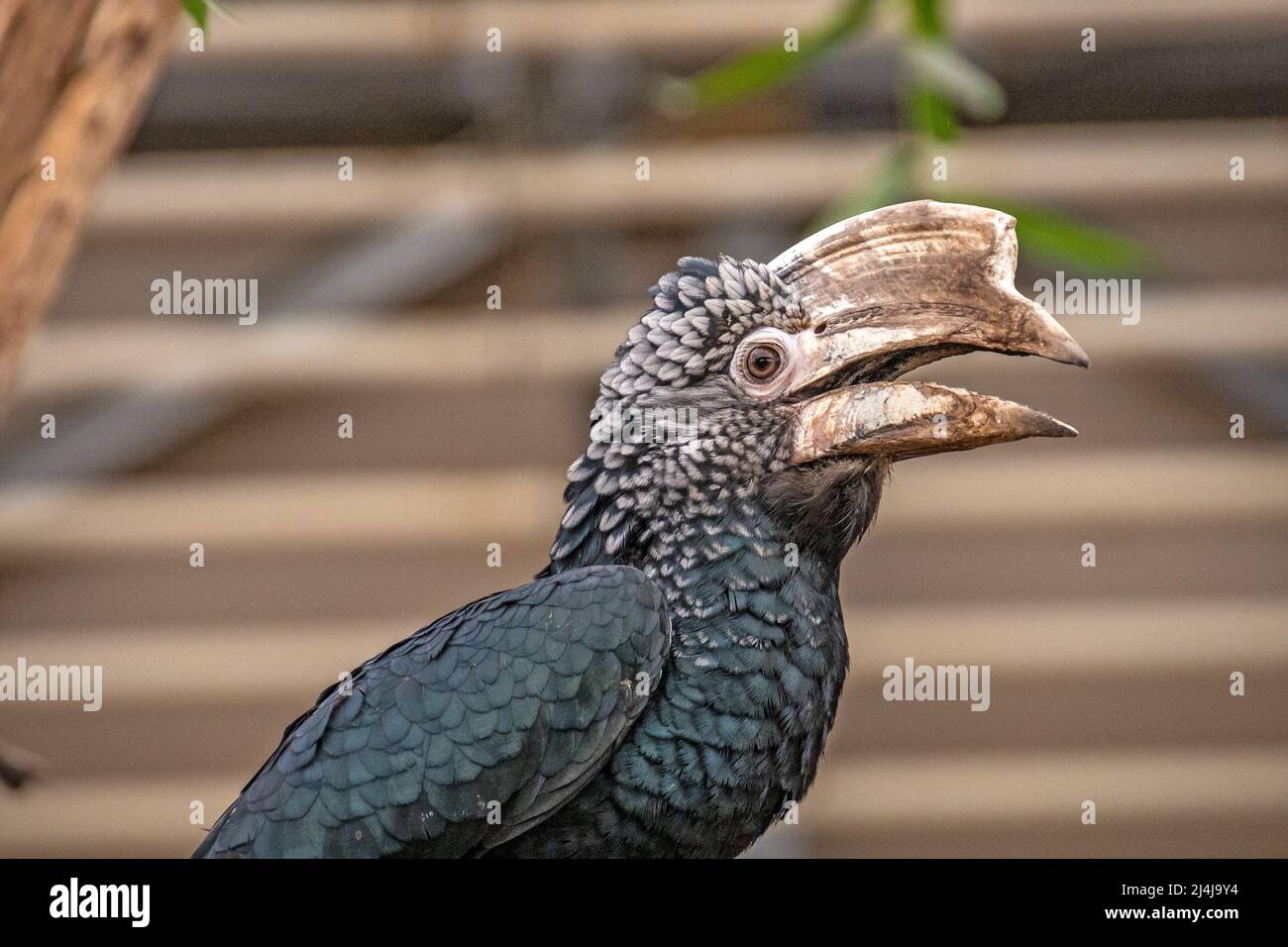 Porträt eines Hornbills in einem Tierpark Stockfoto