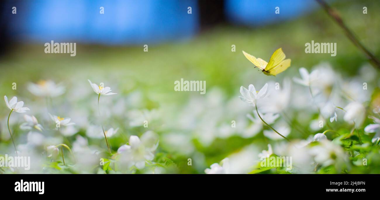 Art Spring Blumenlandschaft; schöne weiße Frühlingsblume und Fliegenfalter gegen Abend sonnigen Himmel; Naturlandschaft Hintergrund. Stockfoto