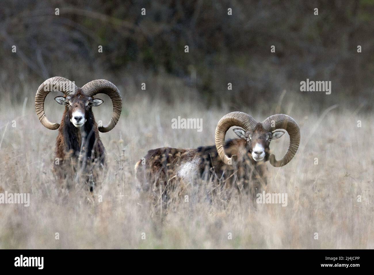 Mouflon widder auf der Wiese Stockfoto