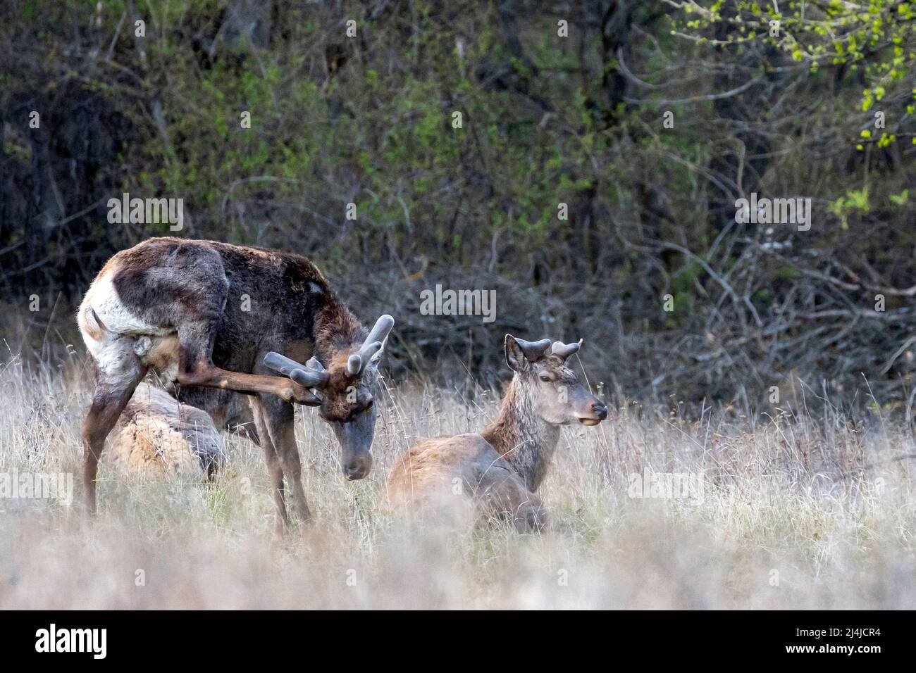 Red Deer ruhen Stockfoto