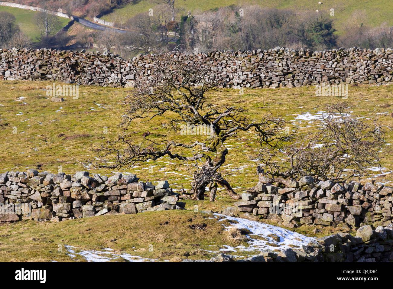 Swaledale, Yorkshire Dales National Park. Ein verdrehter Baum wird im Spätswinter in einer Lücke in einer trockenen Steinmauer auf einer Weide in Swaledale gerahmt. Stockfoto