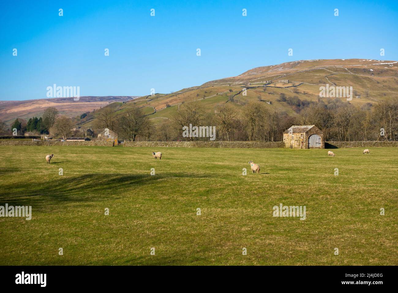 Schafzucht in Swaledale, Yorkshire Dales National Park. Ende Februar weiden Schafe und symbolträchtige Steinhäuser Stockfoto