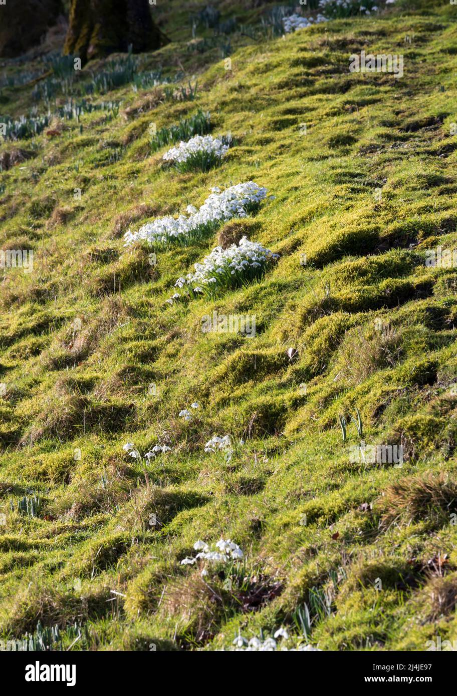 Schneeglöckchen sind auf einem Hügel in Swaledale, Yorkshire Dales National Park, eingebürgert Stockfoto